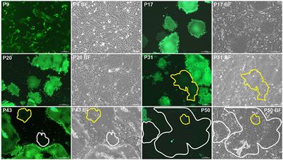 Mutation Profiles of eGFP-Tagged Small Ruminant Morbillivirus During 45 Serial Passages in Ribavirin-Treated Cells